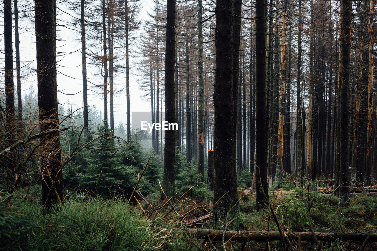 Pine trees in forest