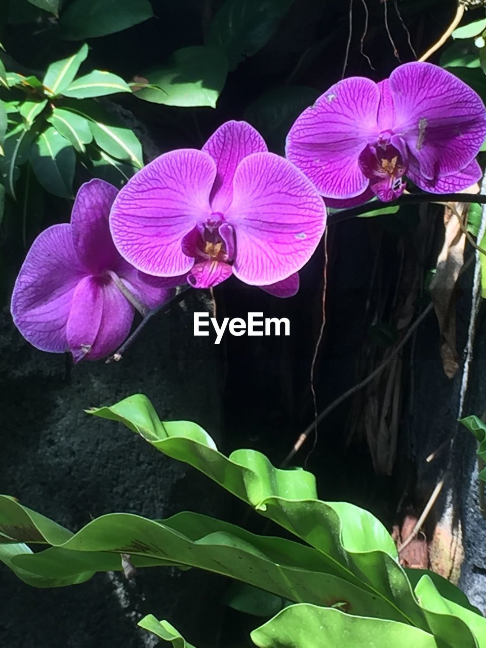 CLOSE-UP OF PURPLE WATER LILIES BLOOMING OUTDOORS