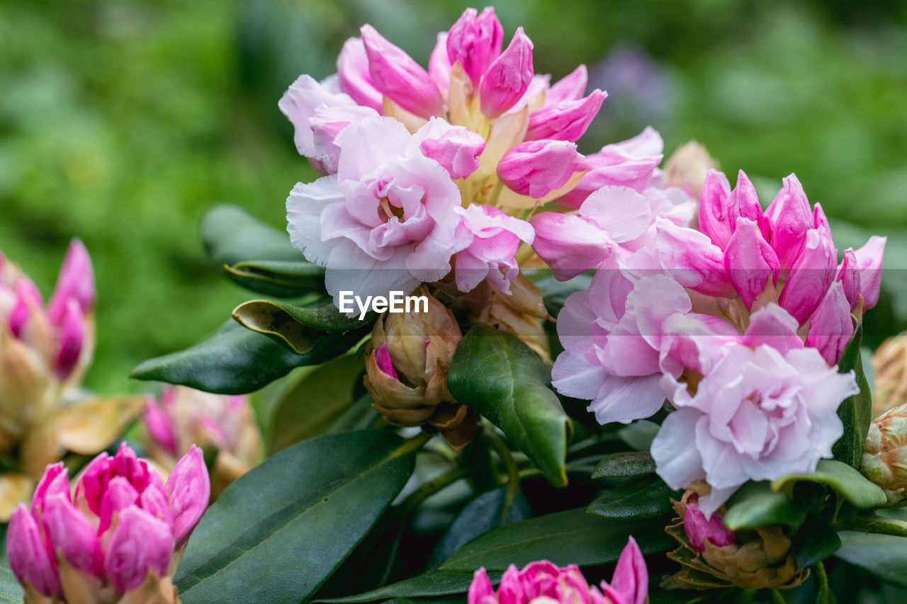 flower, flowering plant, plant, pink, beauty in nature, freshness, nature, plant part, leaf, close-up, petal, flower head, fragility, inflorescence, blossom, no people, springtime, shrub, focus on foreground, growth, outdoors, multi colored, magenta, botany, summer