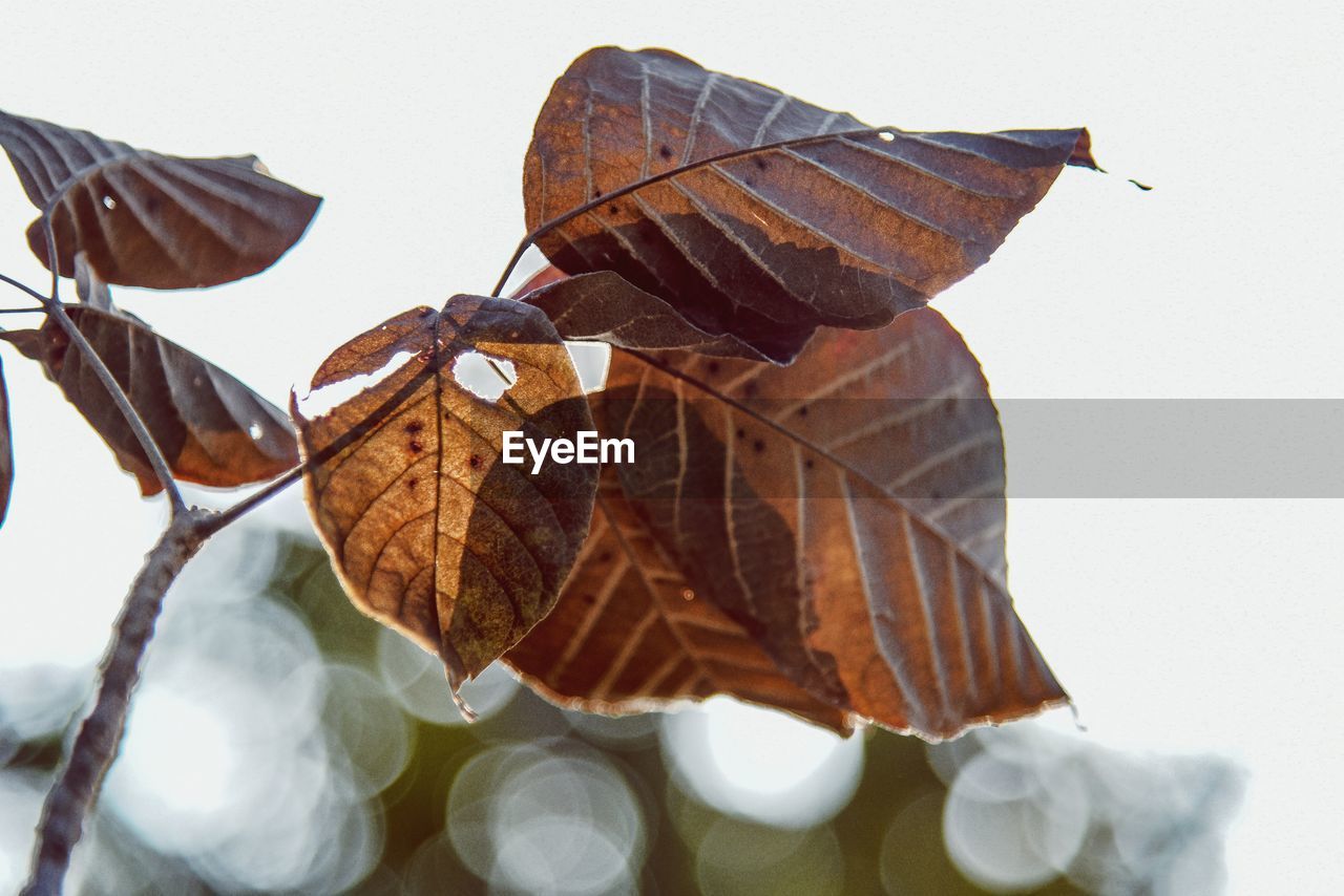 CLOSE-UP OF DRY LEAVES ON PLANT DURING AUTUMN