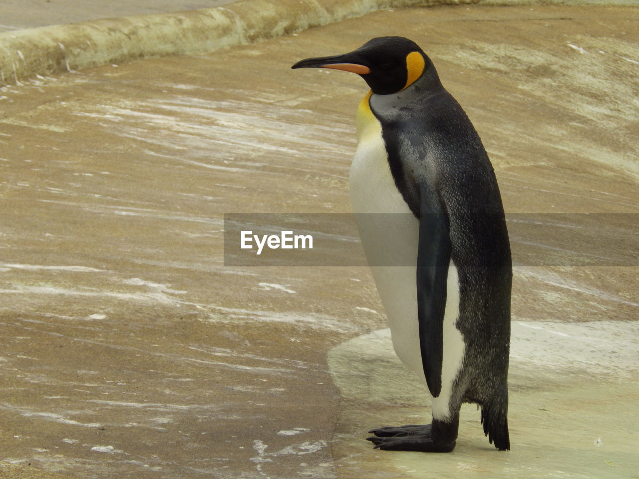 Emperor penguin at beach