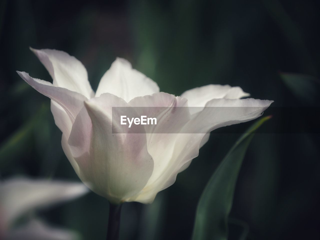 CLOSE-UP OF WHITE FLOWER