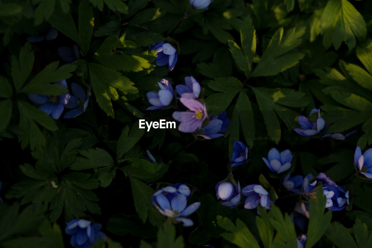 CLOSE-UP OF FLOWERING PLANTS