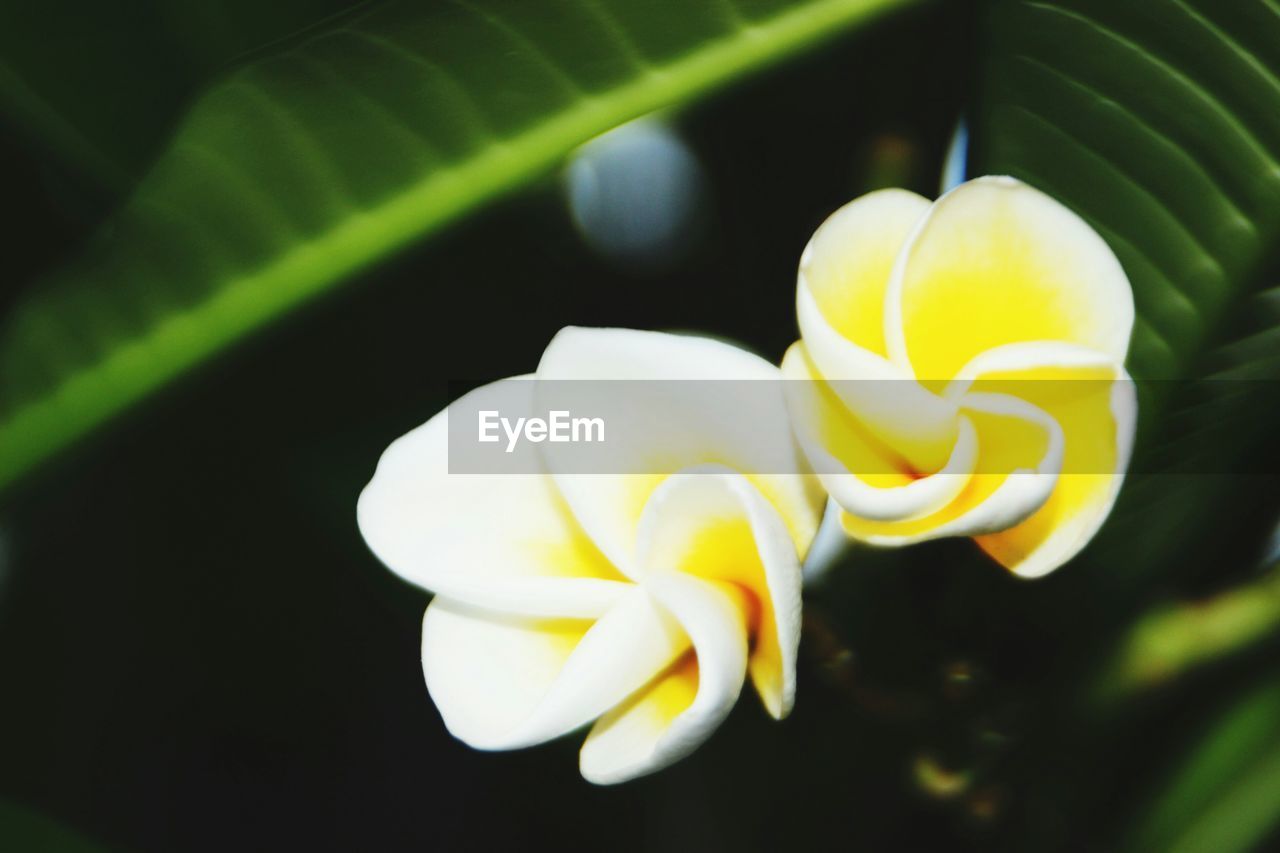 Close-up high angle view of white flowers