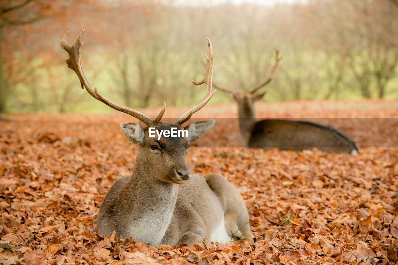 Portrait of deer relaxing on autumn leaves in forest