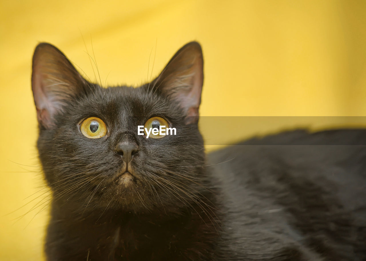 CLOSE-UP PORTRAIT OF CAT BY YELLOW INDOORS