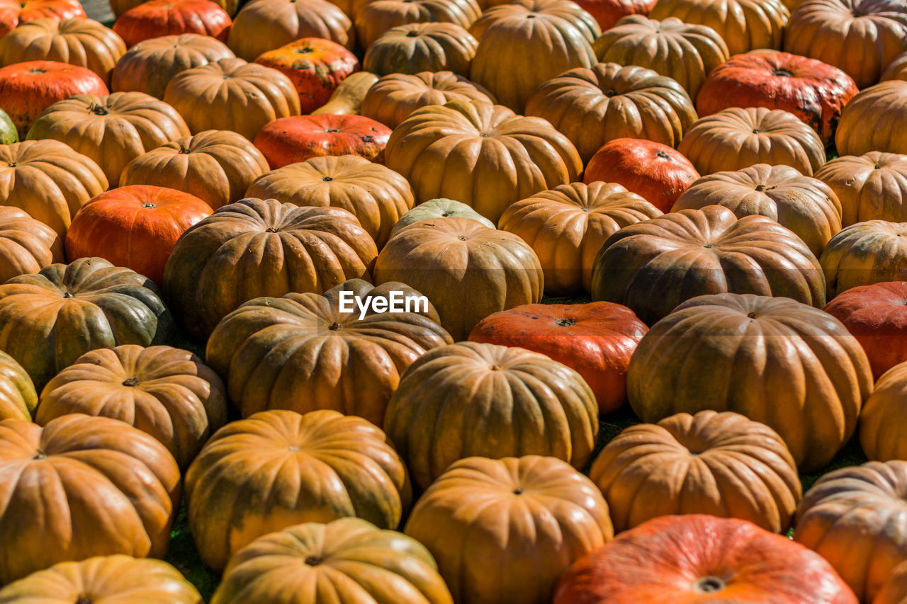 Full frame shot of pumpkins during autumn