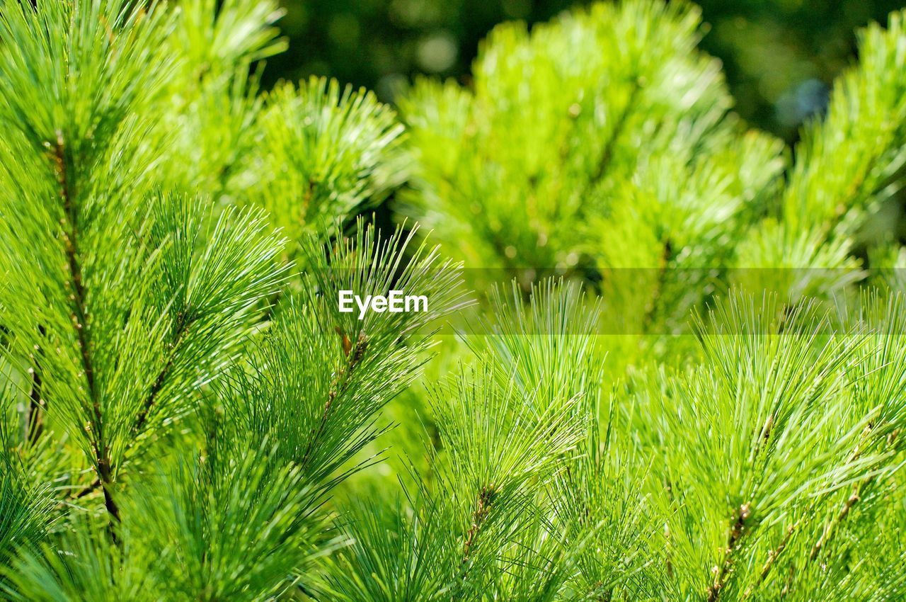 Close-up of pine tree on field