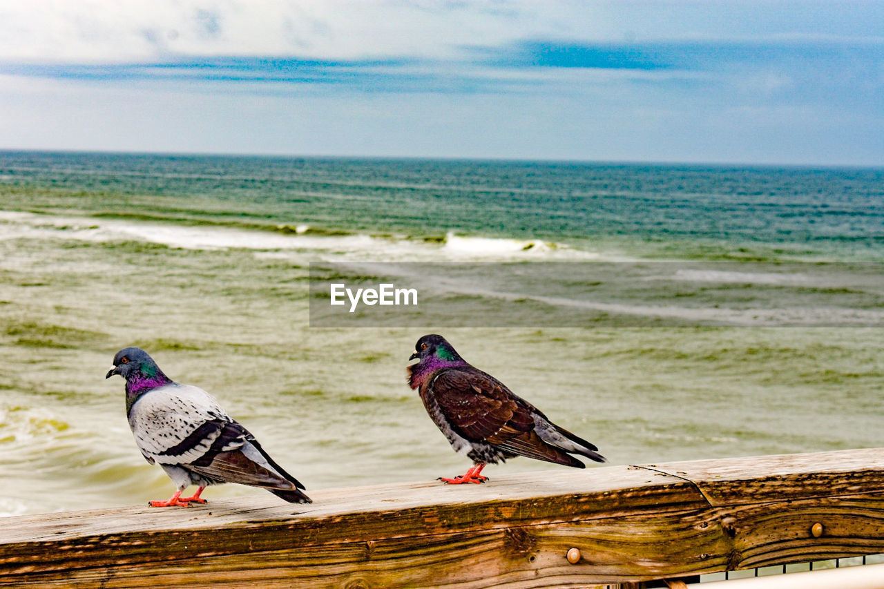 BIRDS ON BEACH