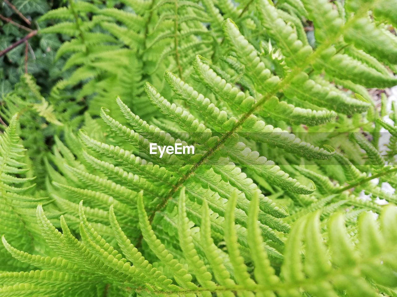 CLOSE-UP OF FERN LEAVES