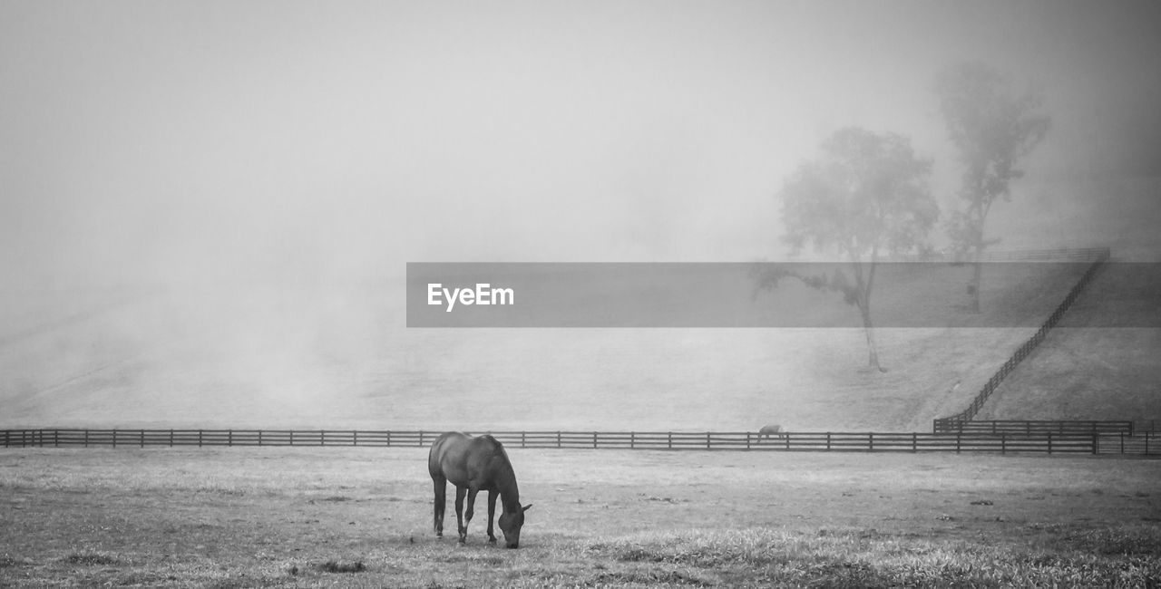 HORSES GRAZING IN RANCH