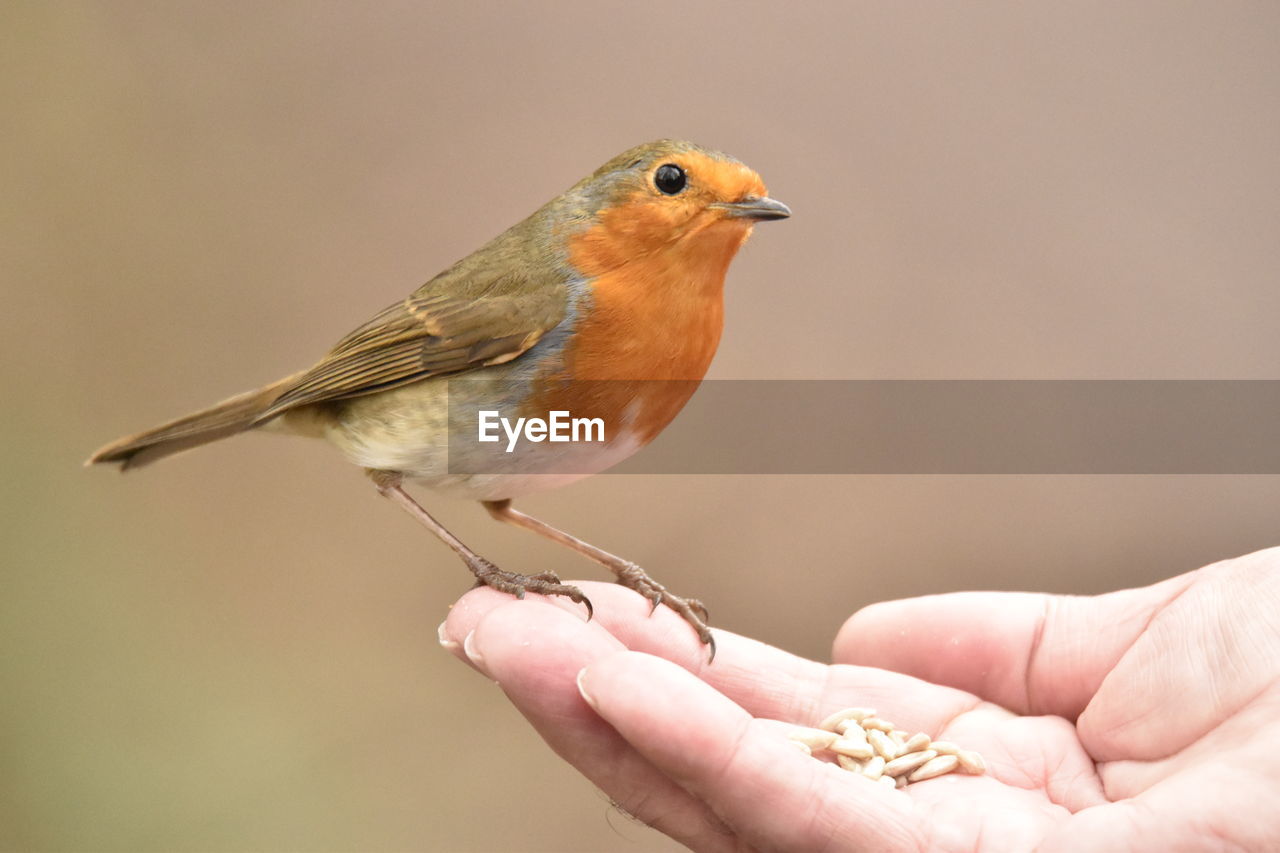 Close-up of hand with small bird