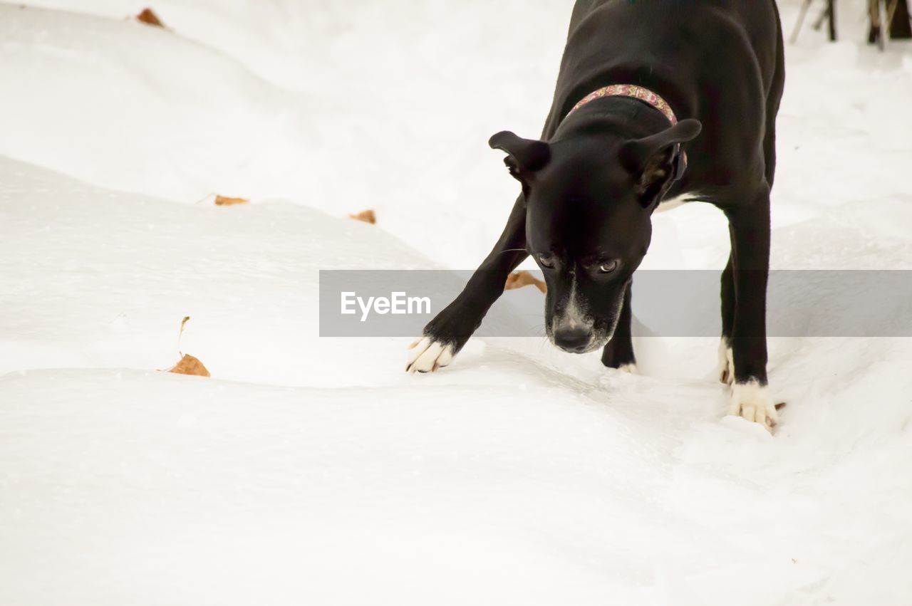 CLOSE-UP OF DOG ON SNOW