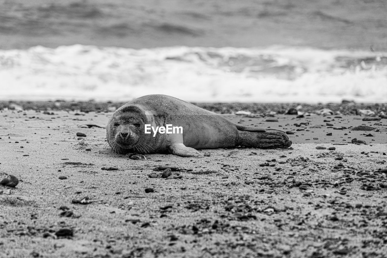 animal, animal themes, animal wildlife, wildlife, sea, mammal, beach, land, seal, one animal, black and white, harbor seal, water, sand, nature, relaxation, monochrome, no people, monochrome photography, day, sea lion, lying down, marine mammal, underwater, outdoors, resting, selective focus, aquatic mammal