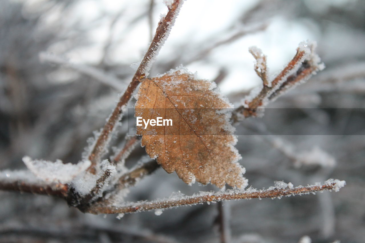 CLOSE-UP OF FROZEN LEAVES ON PLANT
