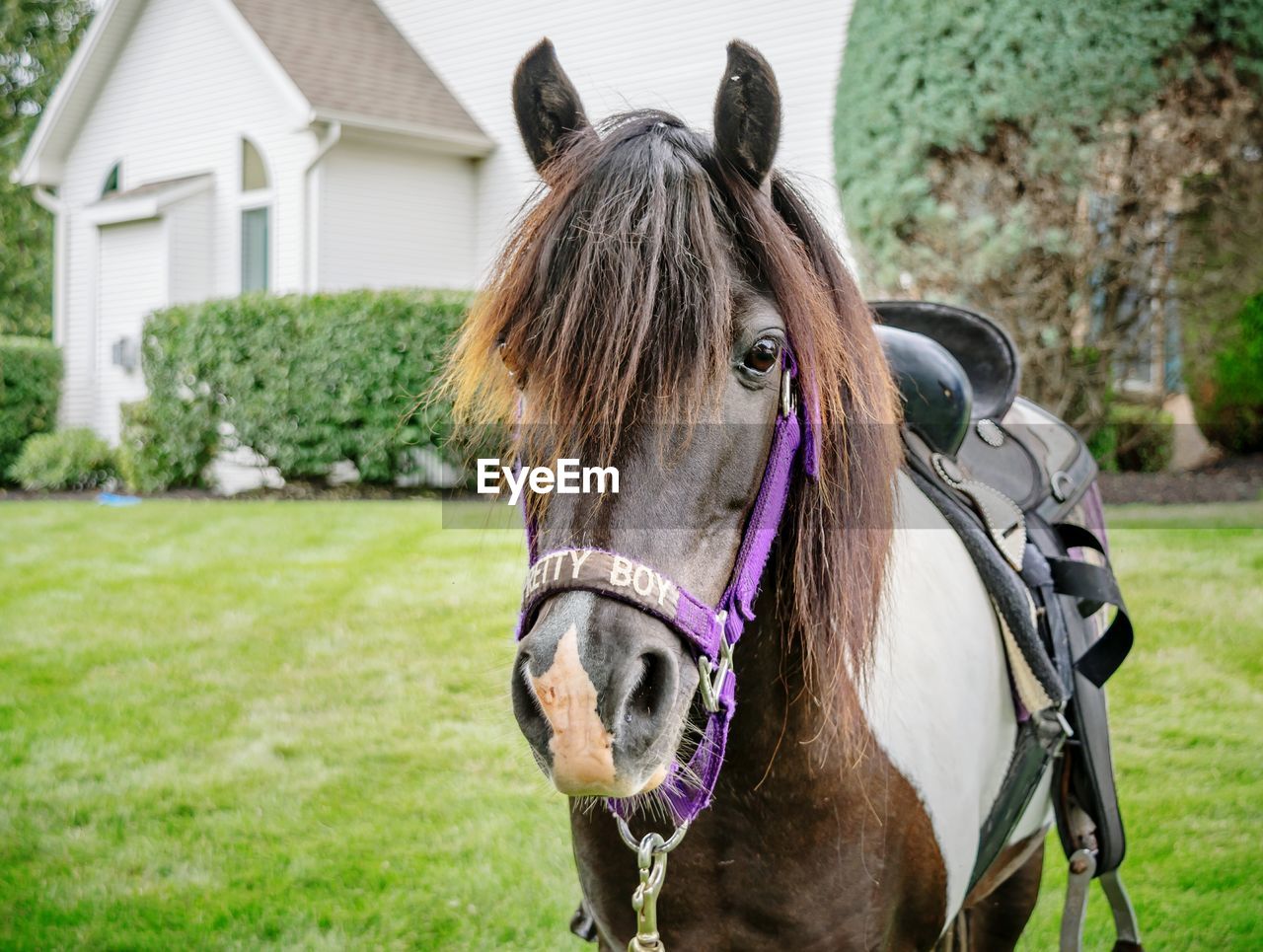 Portrait of horse standing on field