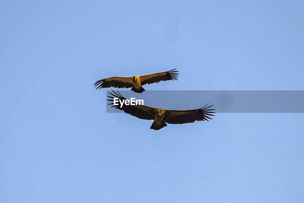 LOW ANGLE VIEW OF EAGLE FLYING