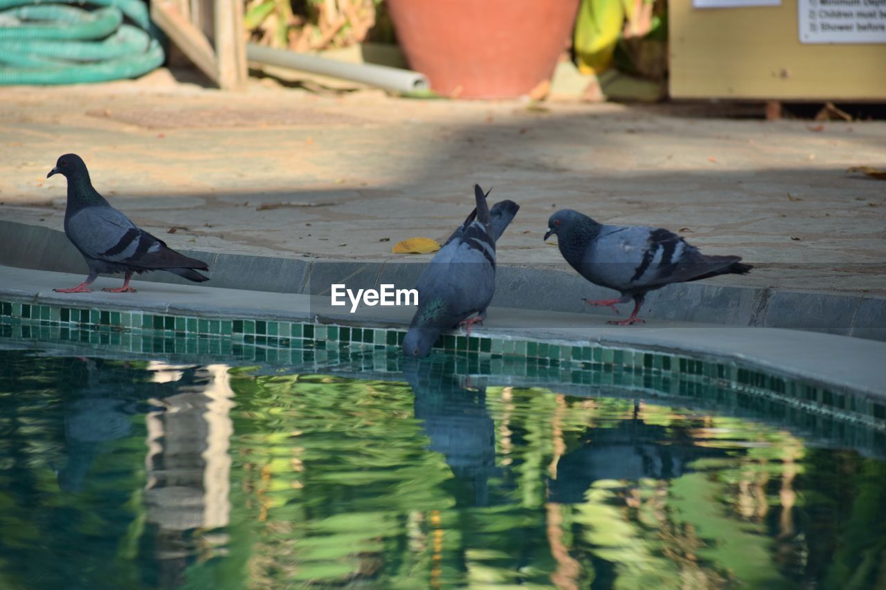 BIRD PERCHING ON WATER