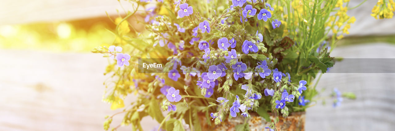 A bouquet of wildflowers of blue daisies and yellow flowers in full bloom in a rusty rustic jar