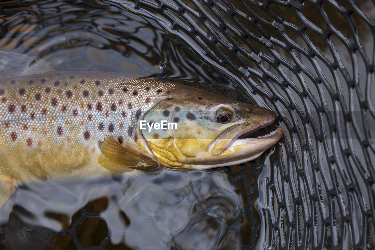 close-up of fish in sea