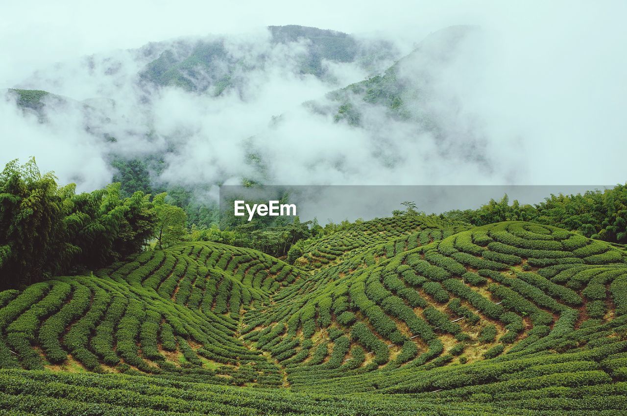 Agricultural landscape