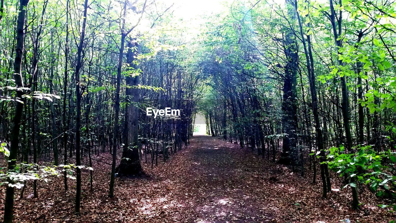 WALKWAY ALONG TREES IN FOREST