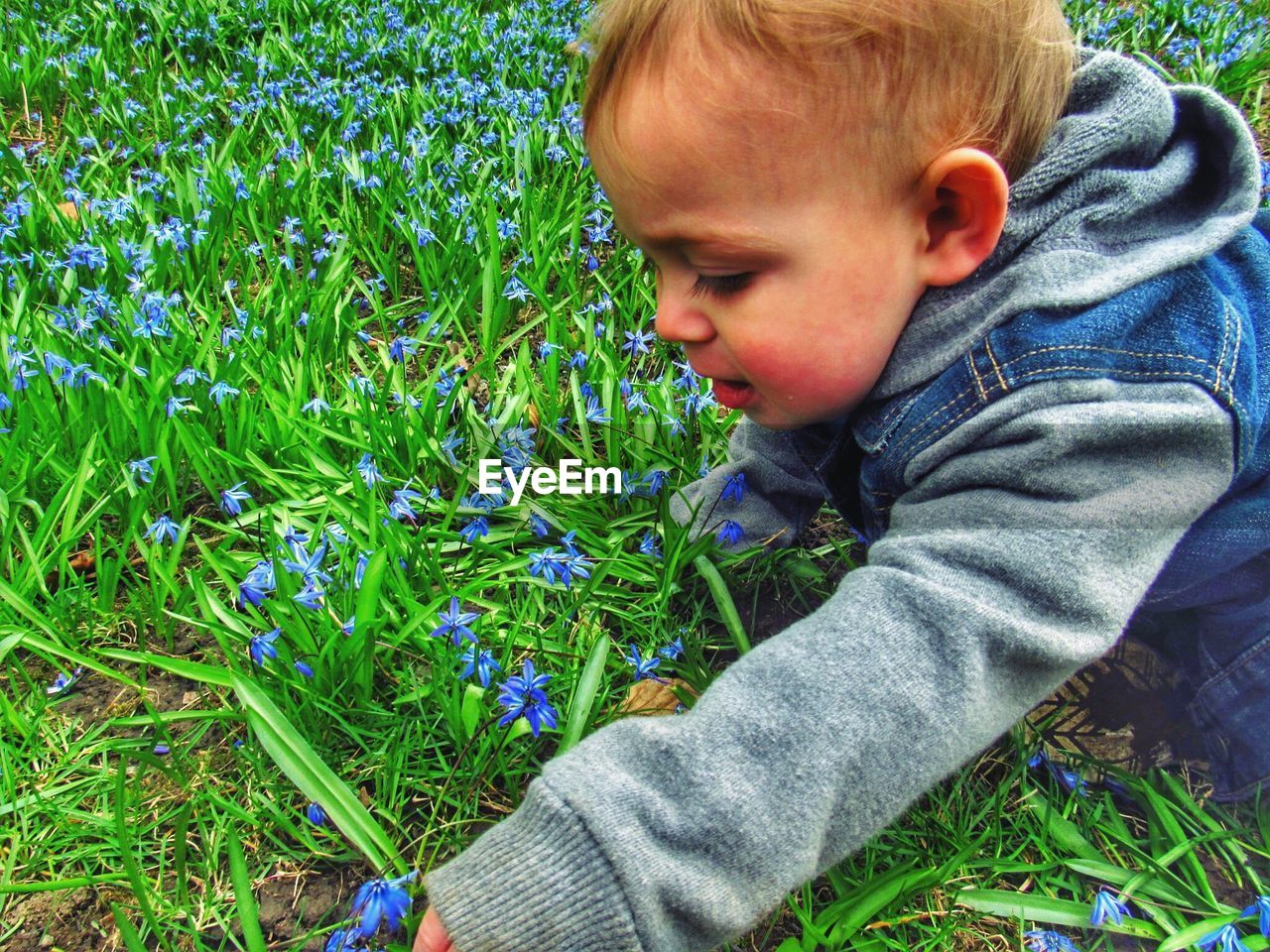 High angle view of baby boy picking blue flowers on field