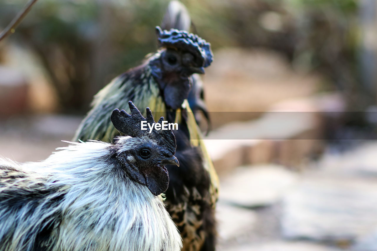 Close-up of roosters on field