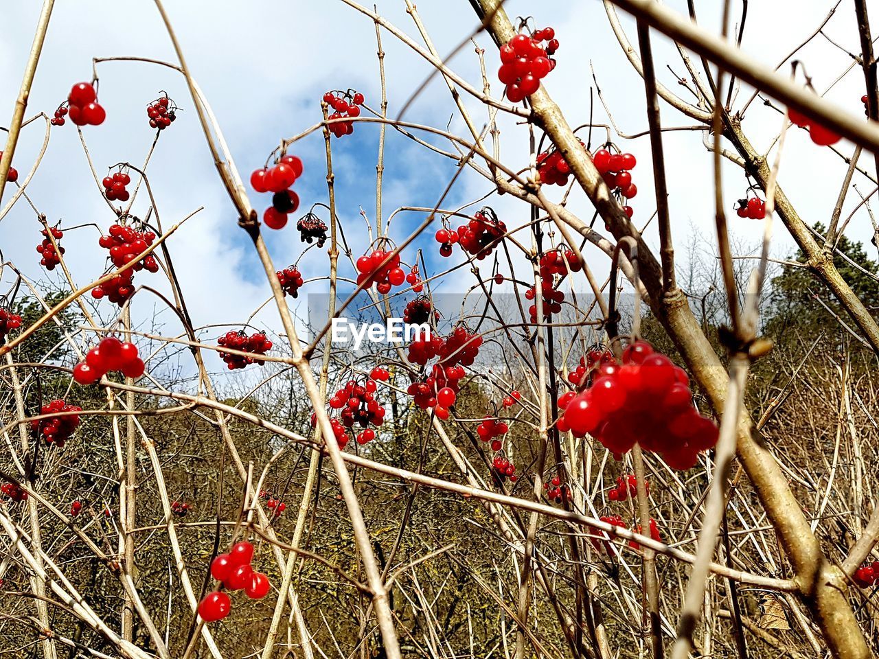 LOW ANGLE VIEW OF FRUITS ON TREE AGAINST SKY