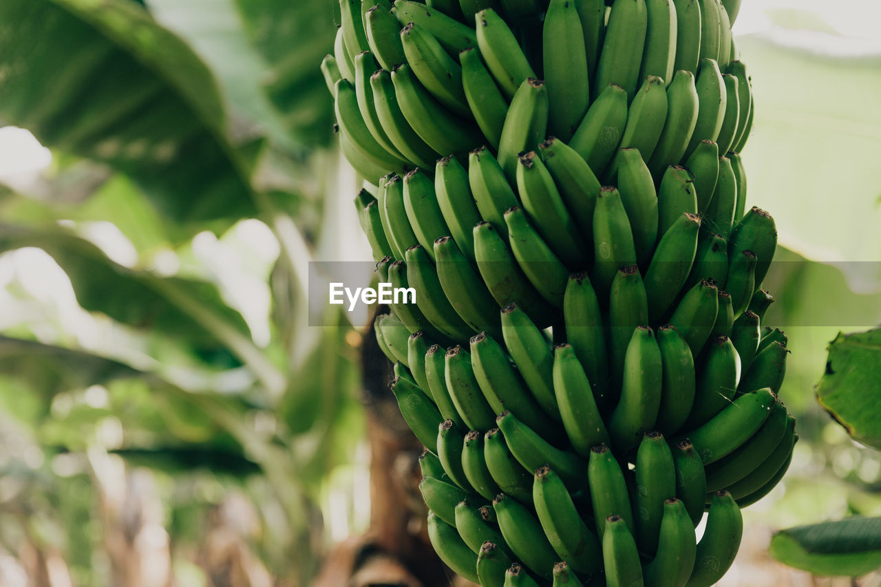 close-up of bananas