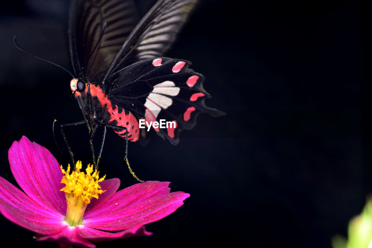 CLOSE-UP OF BUTTERFLY ON FLOWER