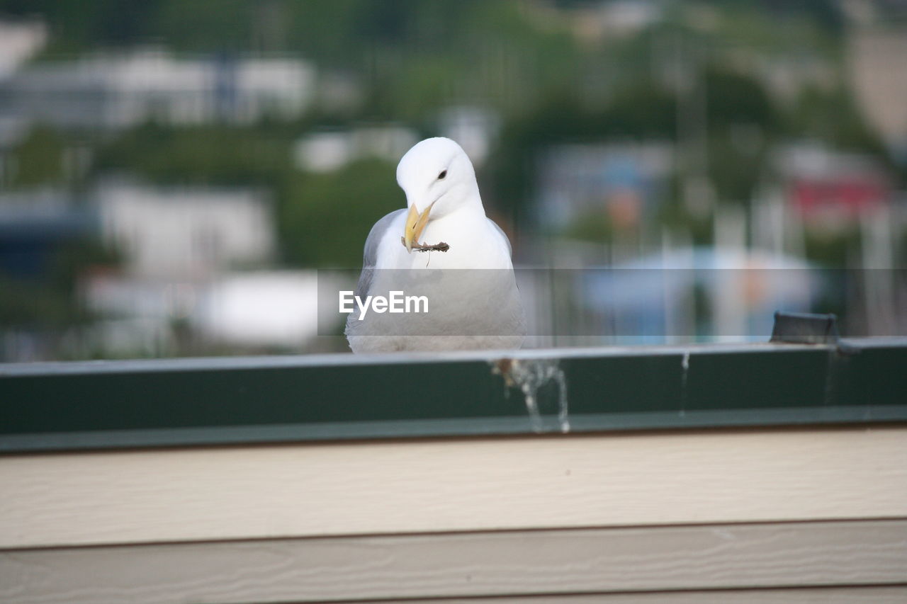 Seagull sitting by window