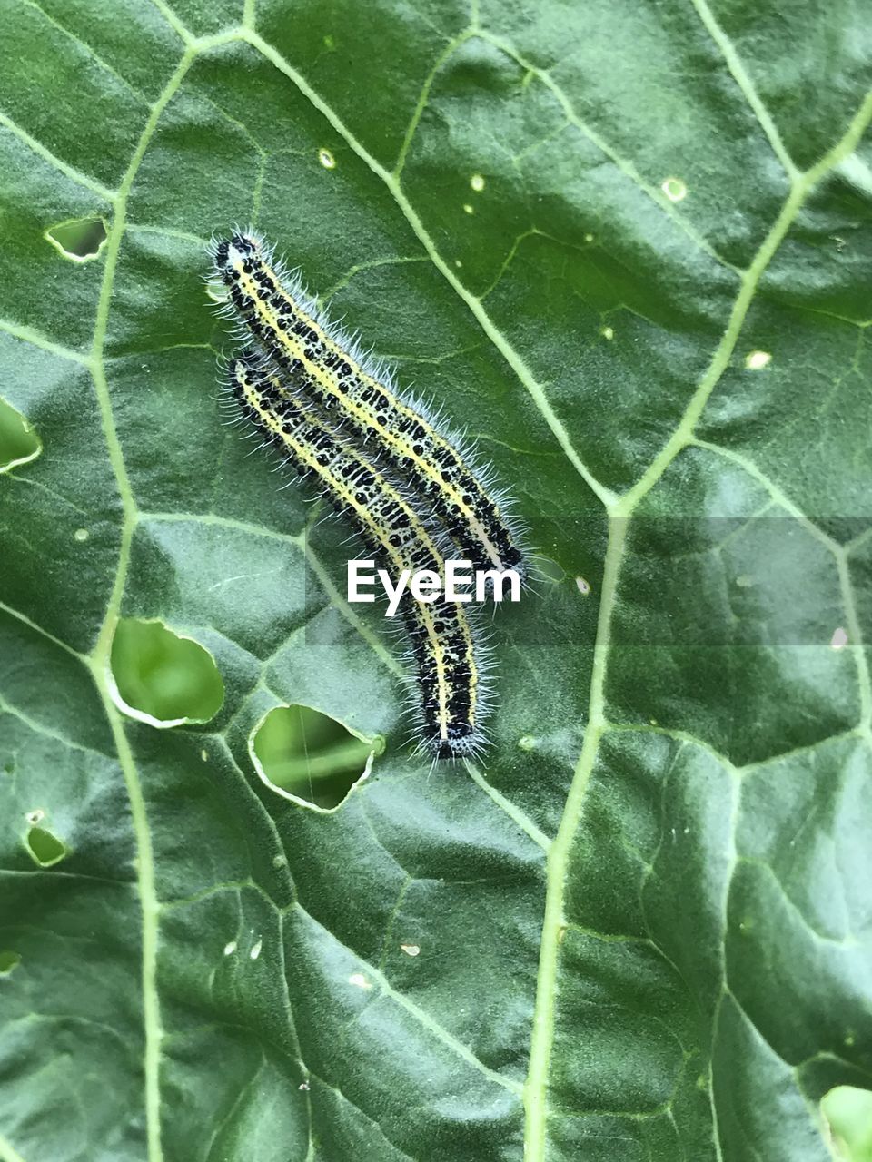 CLOSE-UP OF INSECT ON PLANT