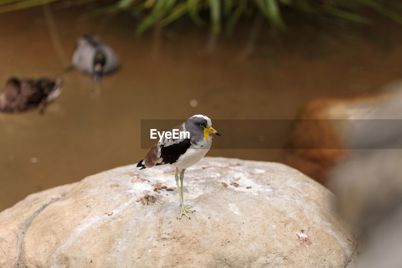 Close-up of white-headed lapwing perching on rock by lake