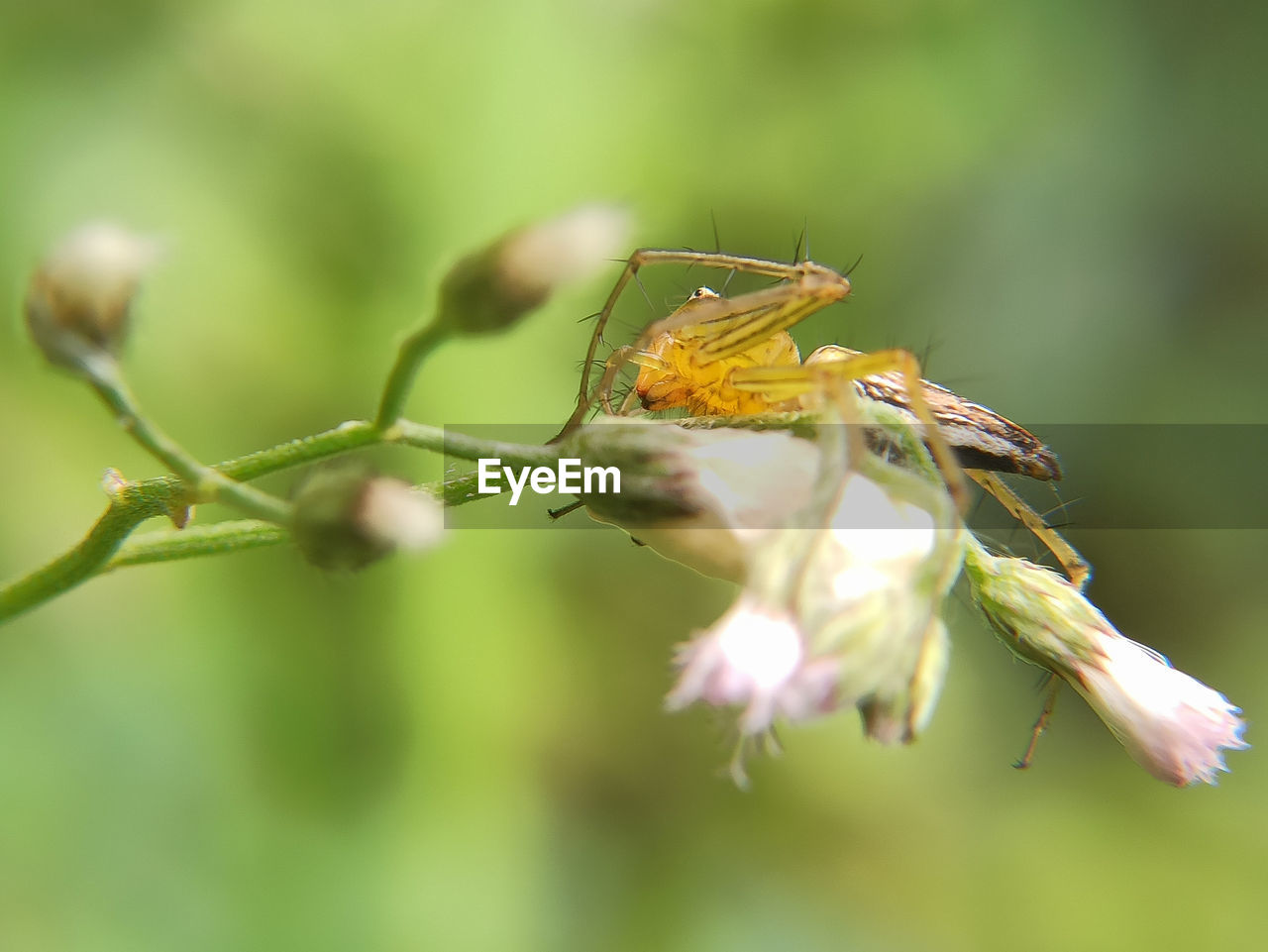 CLOSE-UP OF INSECT ON PLANT