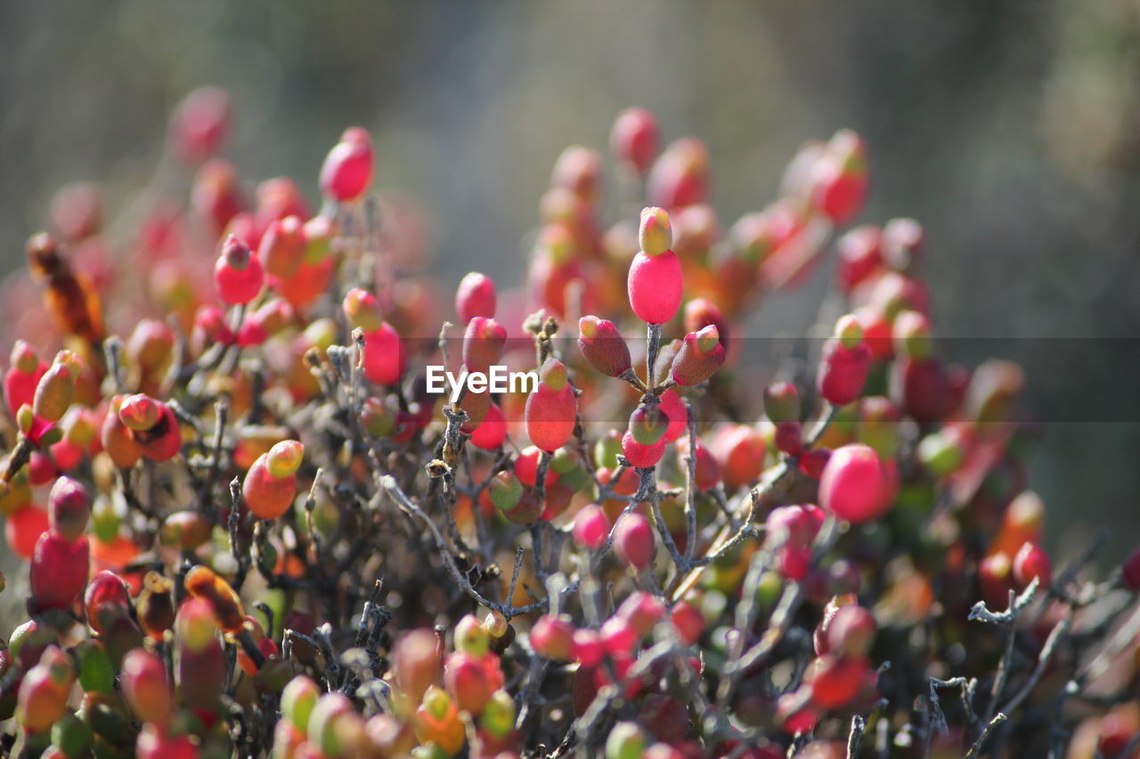 Close-up of red flower