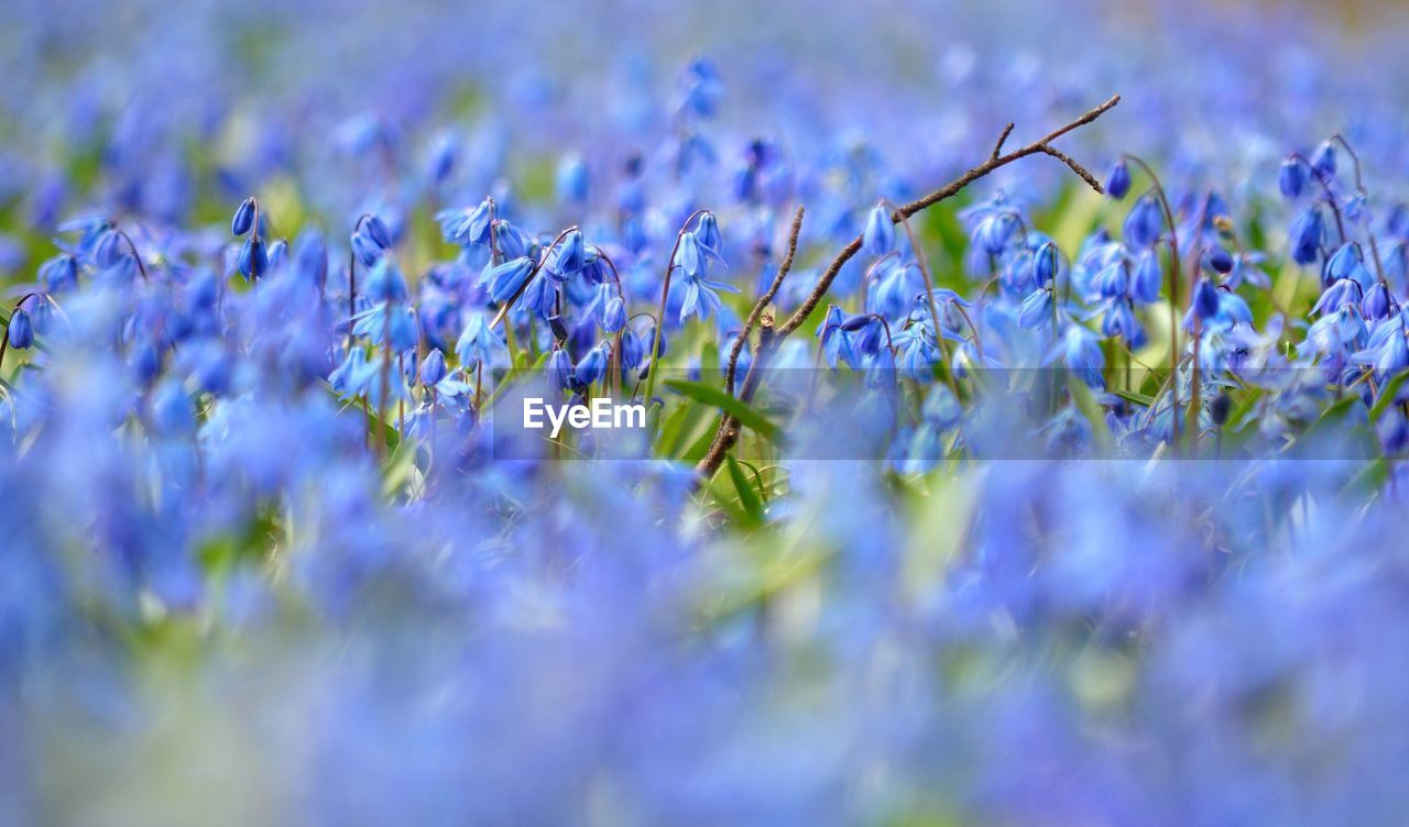 Close-up of flowers growing in field