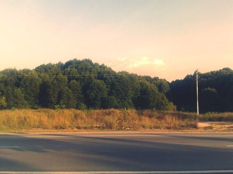 ROAD PASSING THROUGH TREES