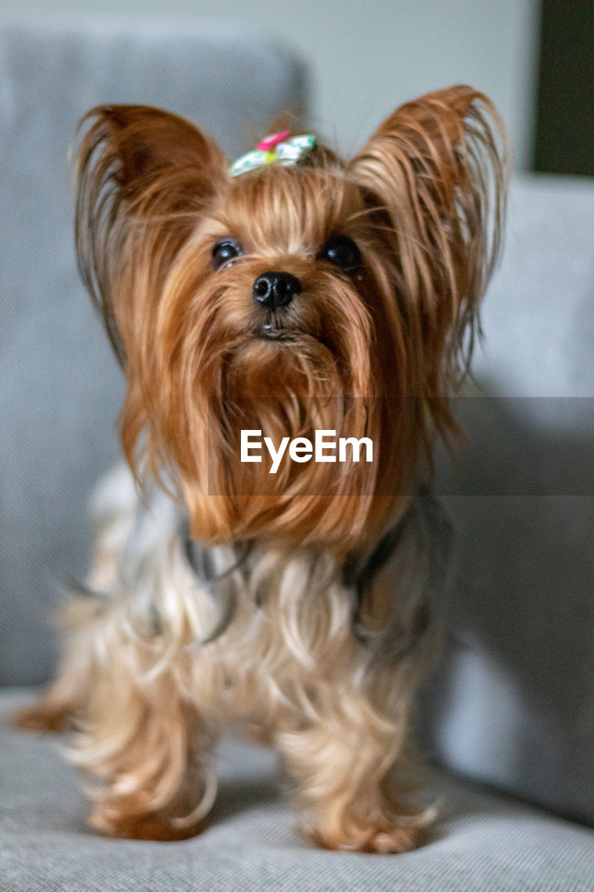 Cute yorkshire terrier