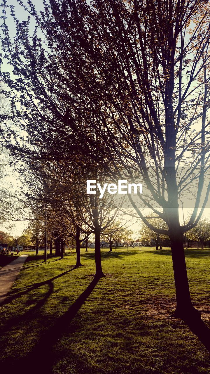 TREES ON GRASSY FIELD