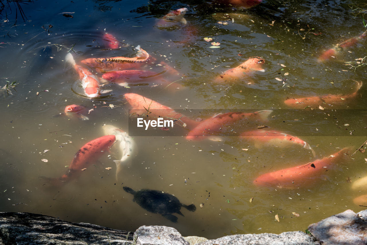 HIGH ANGLE VIEW OF KOI FISH SWIMMING IN POND
