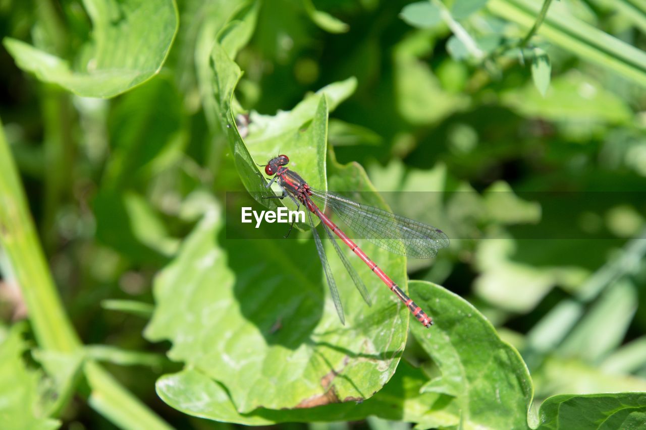 CLOSE-UP OF GRASSHOPPER