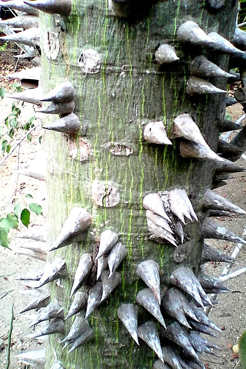 STACK OF ROCKS ON LOG