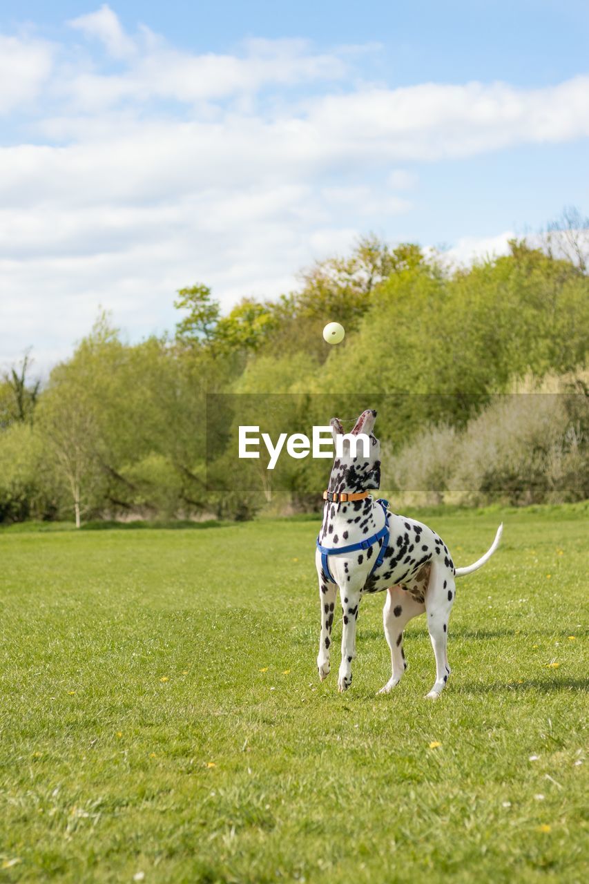 Dog playing with ball on grassy field against cloudy sky