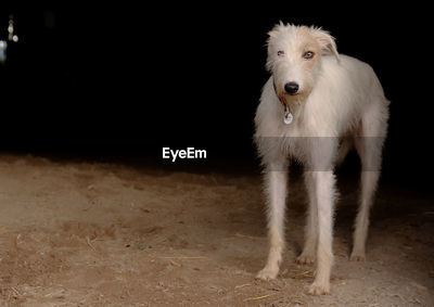 Albino irish wolfhound sales
