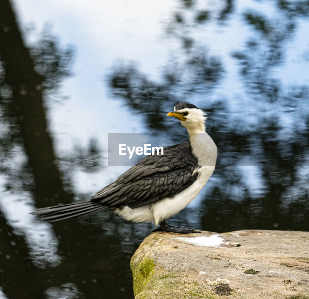 DUCK PERCHING ON A LAKE