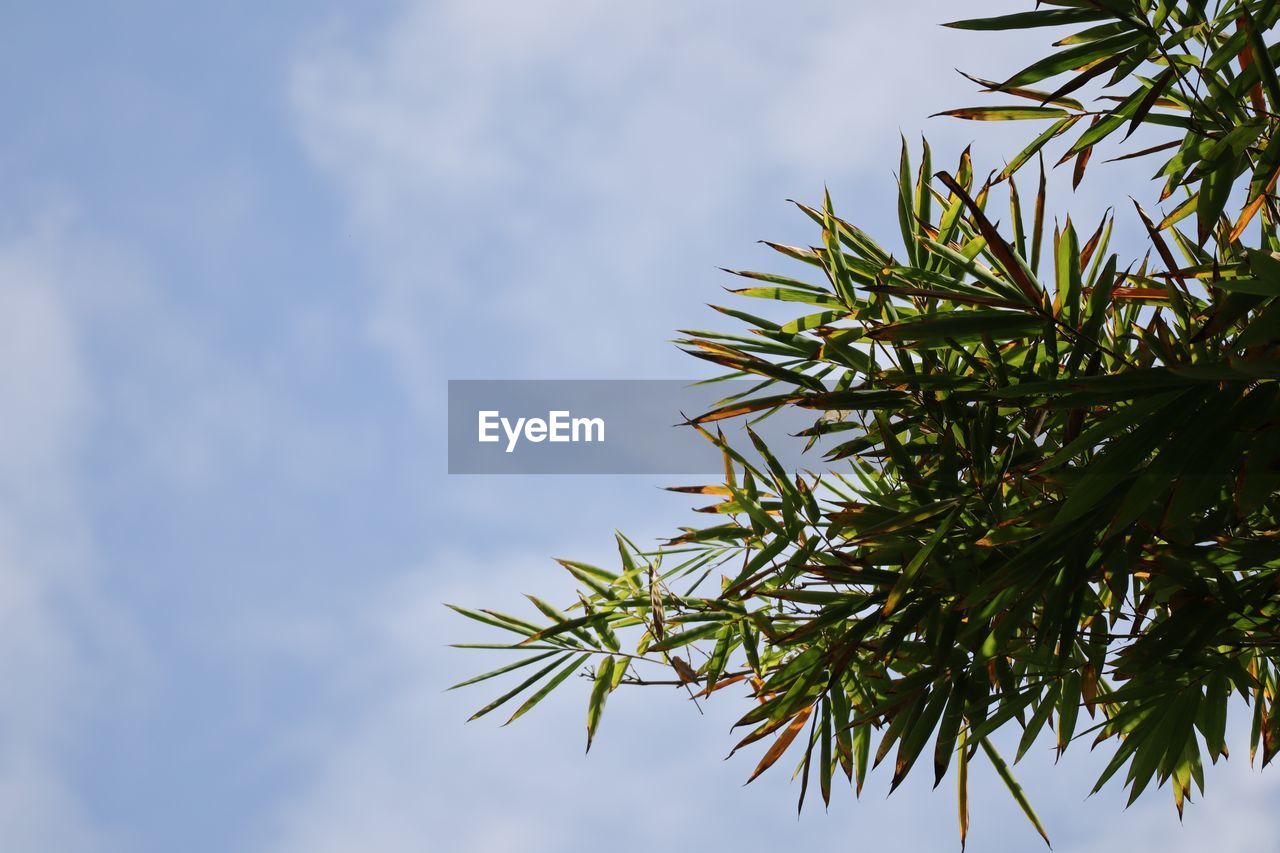 tree, branch, plant, grass, sky, leaf, nature, low angle view, no people, green, flower, growth, cloud, palm tree, outdoors, plant part, beauty in nature, day, tropical climate, coniferous tree, blue, palm leaf, pine tree, sunlight, pinaceae