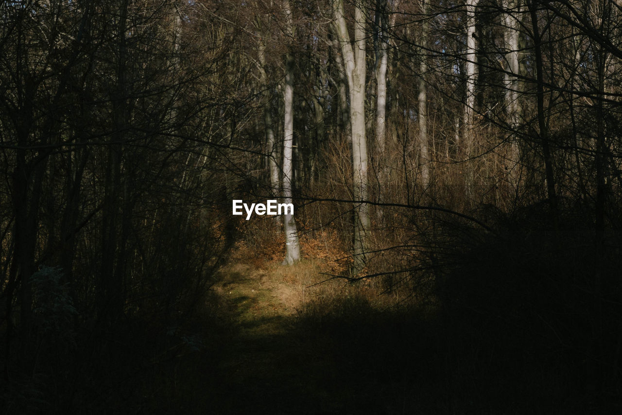VIEW OF TREES IN FOREST
