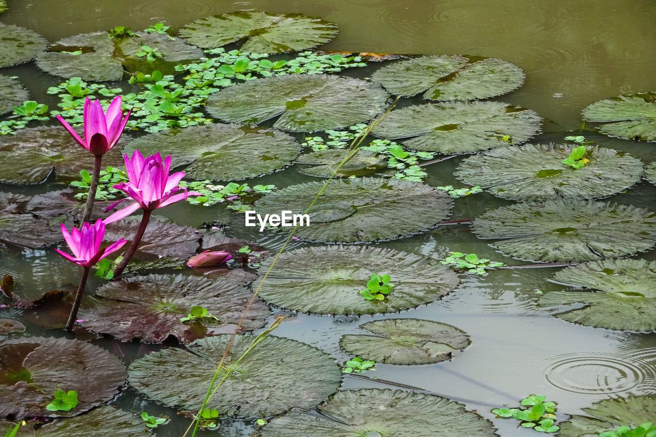 HIGH ANGLE VIEW OF PINK WATER LILY IN LAKE