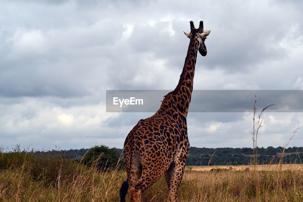 HORSE STANDING ON FIELD AGAINST SKY